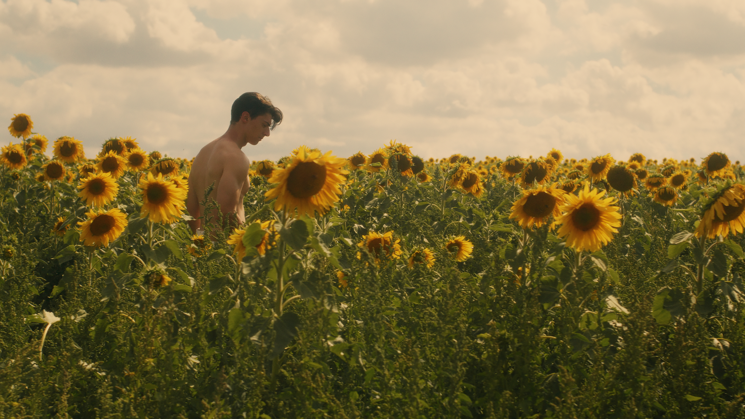 A shirtless man stands in a field, surrounded by sunflowers.